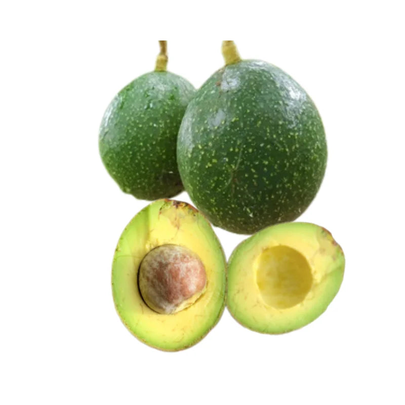 Avocado Buccaneer Variety Per kg