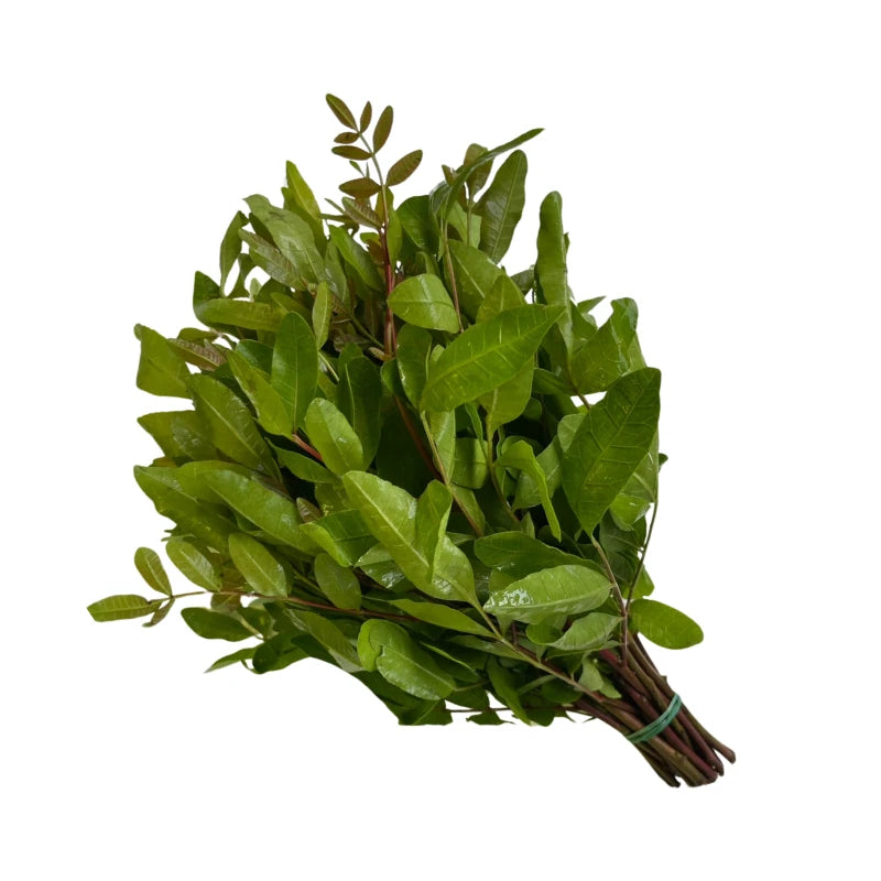 Bael Leaf Shoots Per kg