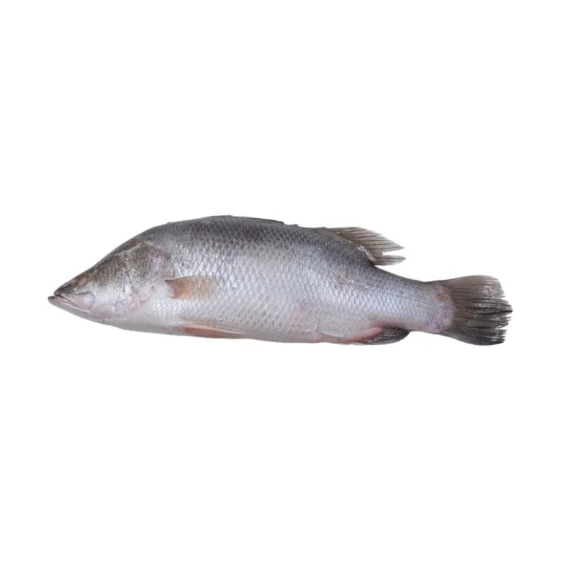 Barramundi Whole, Fresh, ~0.9kg/Fish Per kg