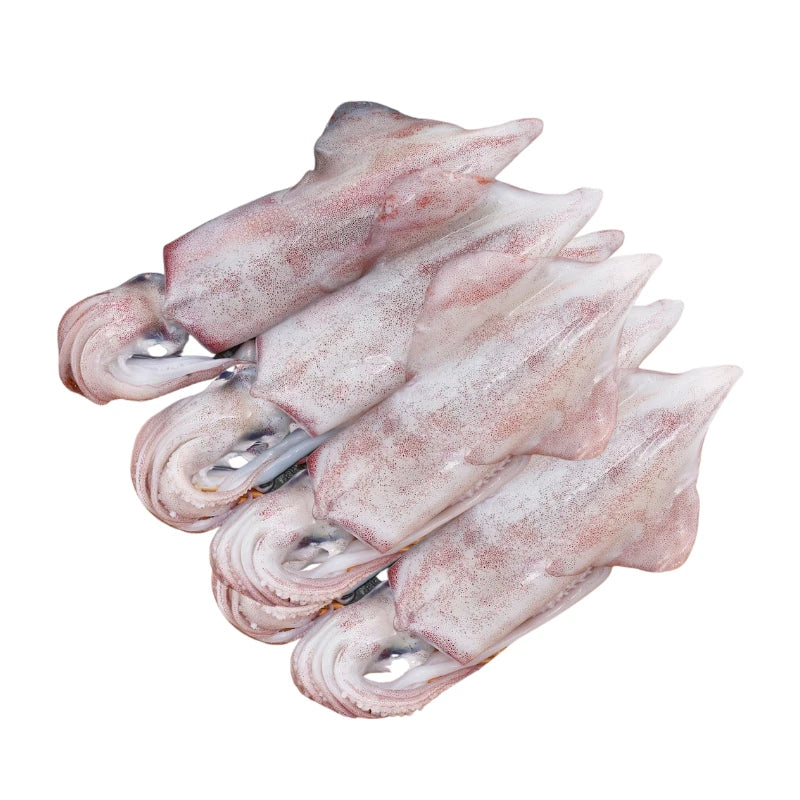 Bigfin Reef Squid 5–6 Pieces Per kg