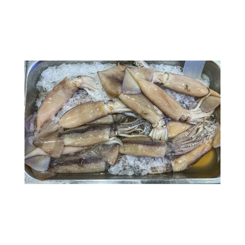 Bigfin Reef Squid 6–8 pcs/kg Per kg