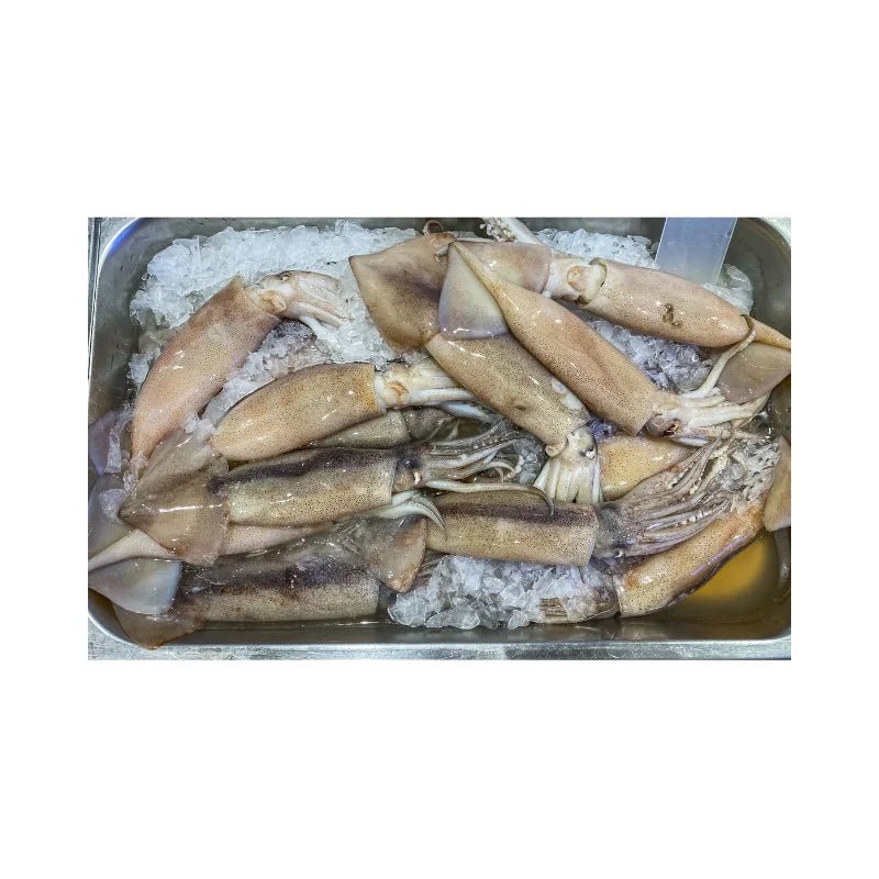 Bigfin Reef Squid 6–8 pcs/kg Per kg - Bangkok FreshLink
