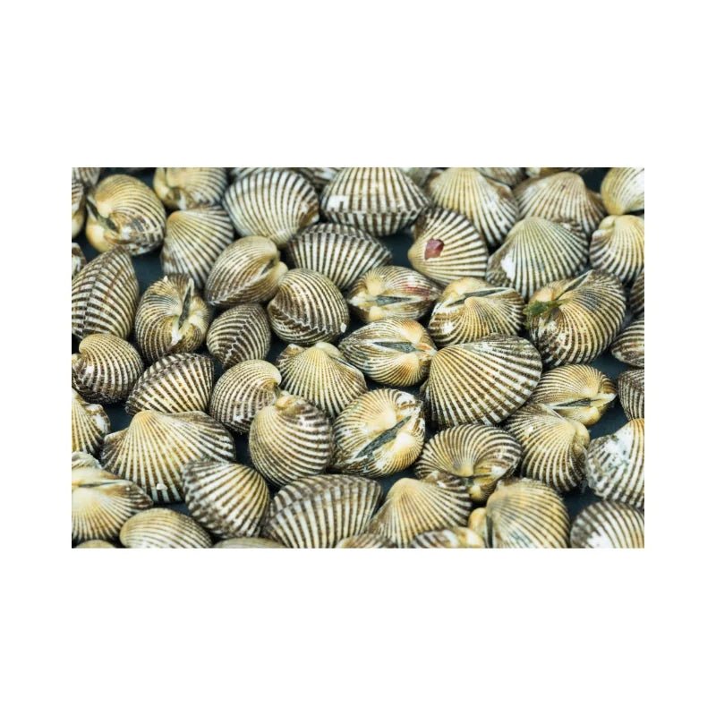 Blood Cockles 80–90 Pieces Per kg - Bangkok FreshLink