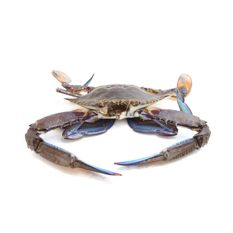 Blue Swimmer Crab 3–4 pcs/kg Per kg - Bangkok FreshLink
