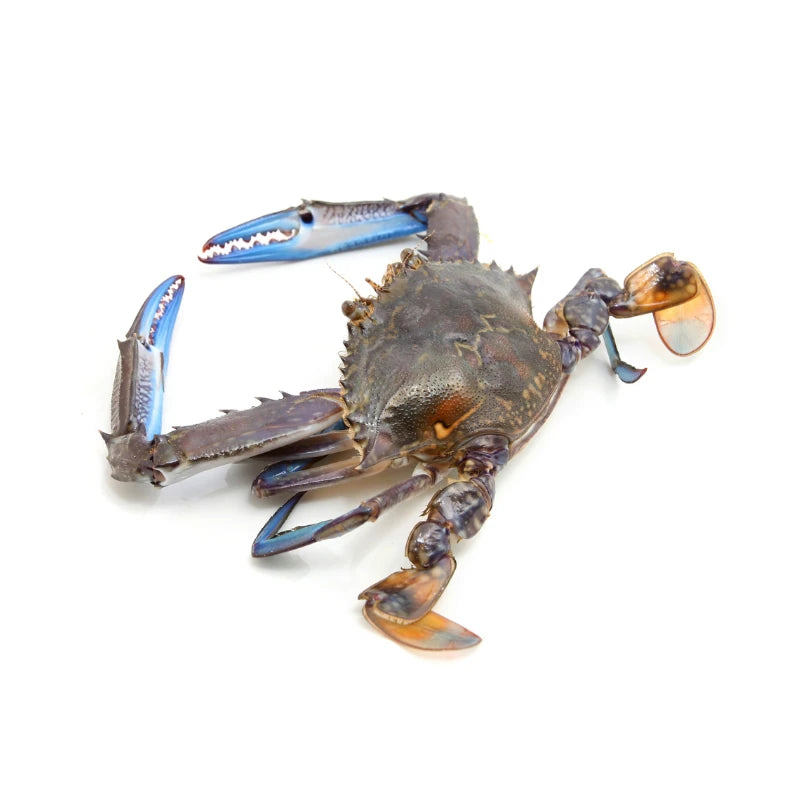 Blue Swimmer Crab 5–6 pcs/kg Per kg