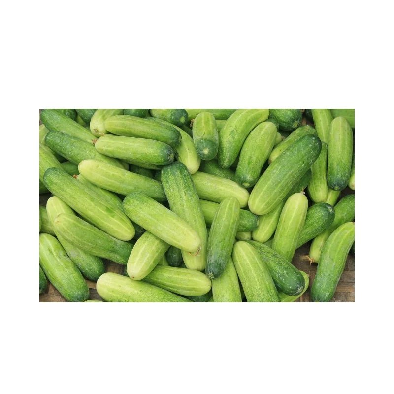 Cucumber Size S Per kg - Bangkok FreshLink
