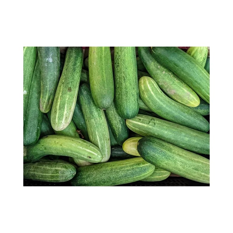 Cucumber (Premium) 10kg - Bangkok FreshLink