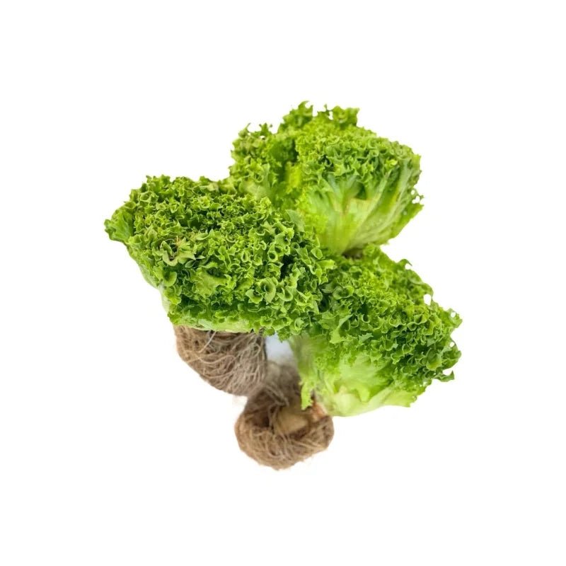 Green Coral Lettuce Per kg - Bangkok FreshLink