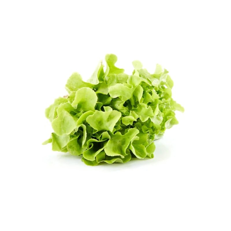 Green Oak Lettuce 250g - Bangkok FreshLink