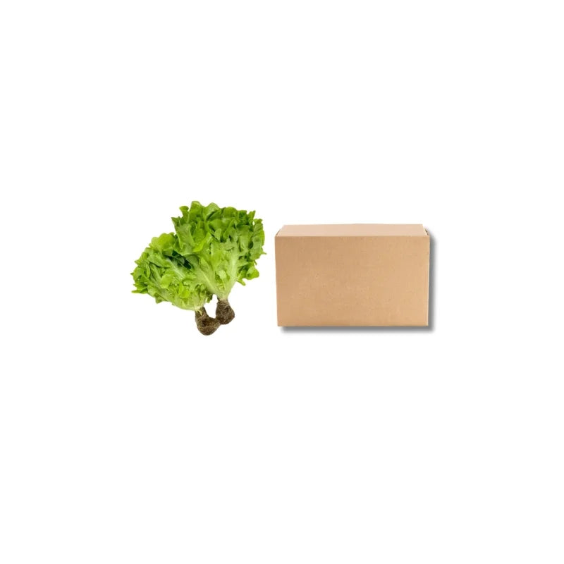 Green Oak Lettuce 5 kg