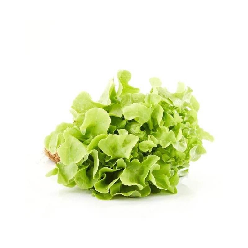 Green Oak Lettuce 500g - Bangkok FreshLink