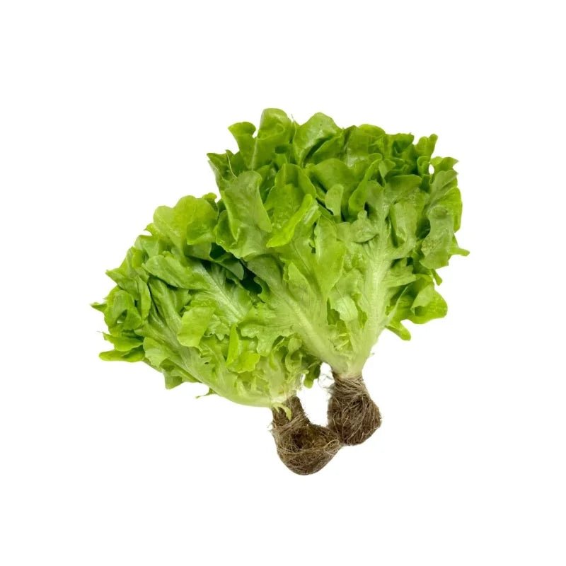 Green Oak Lettuce Per kg - Bangkok FreshLink