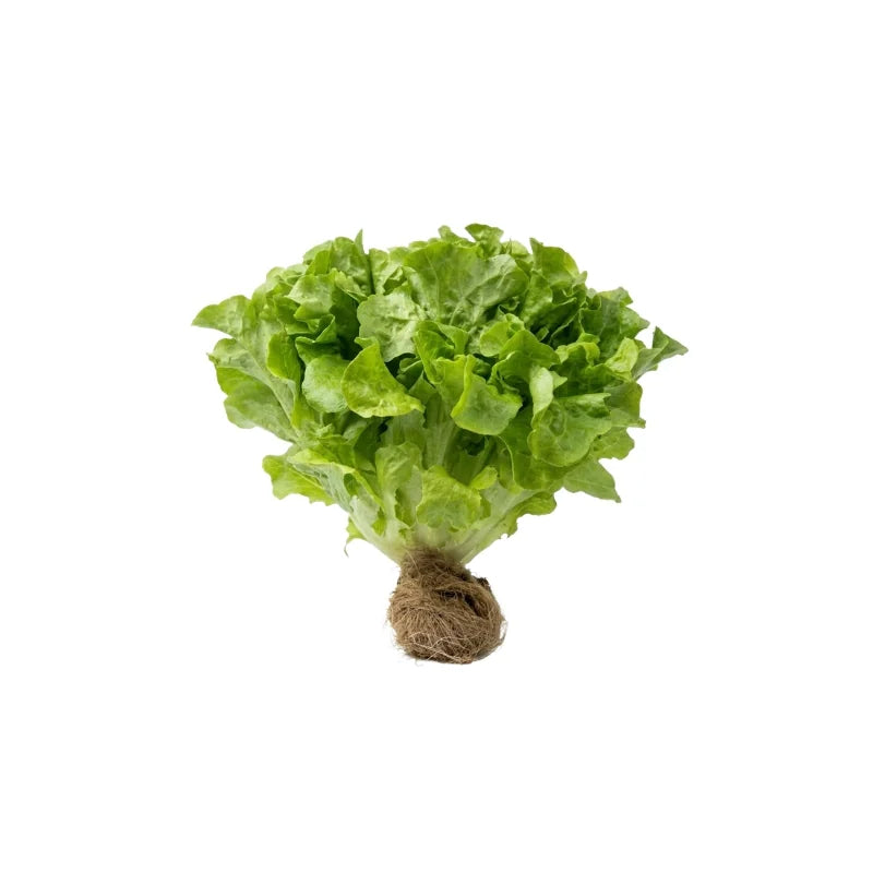 Green Oak Lettuce 500g