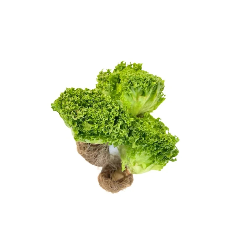 Green Coral Lettuce 500g