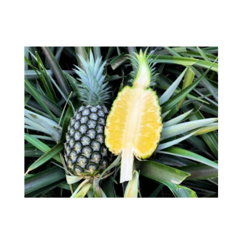 สับปะรดพันธุ์ห้วยมุ้น เนื้อ 1 1.4-1.6 กก/ลูก ลูกละ