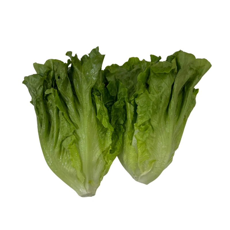 ผักกาดหอมนำเข้า ผักกาดหอมจีน กก.ละ