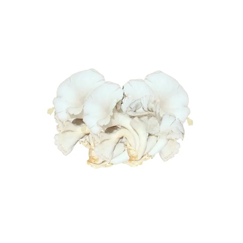 Indian Oyster Mushroom (White) Per kg - Bangkok FreshLink