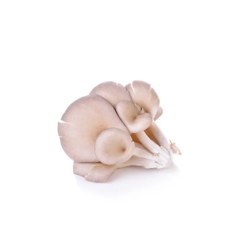 Indian Oyster Mushroom (Brown) 200g - Bangkok FreshLink