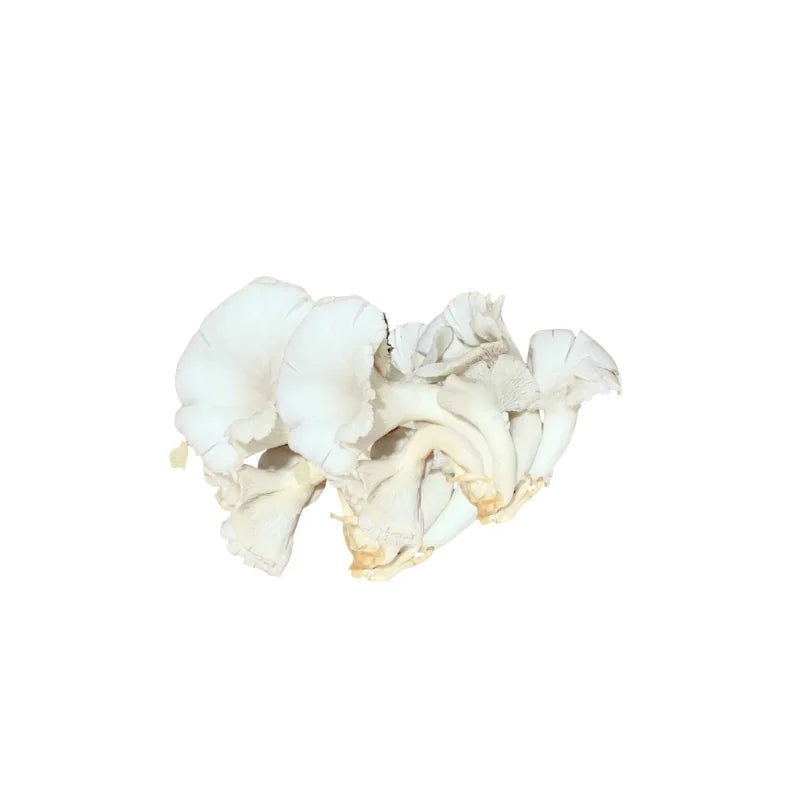 Indian Oyster Mushroom (White) 200g