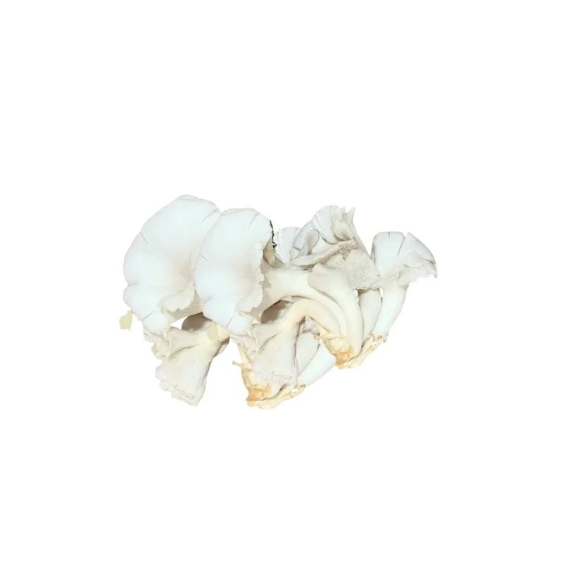 Indian Oyster Mushroom (White) 500g - Bangkok FreshLink