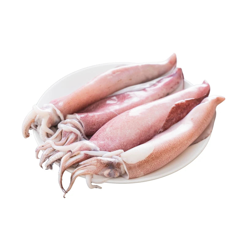 Indian Squid 10 to 15 Per kg