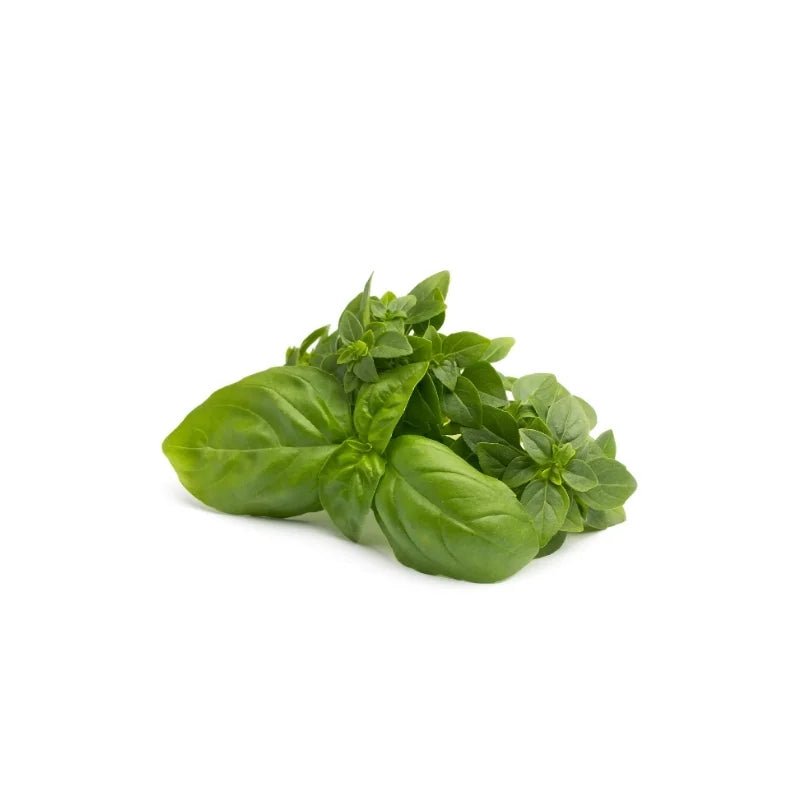 Fresh Italian basil leaves, fragrant green herb, 100g pack isolated on white background