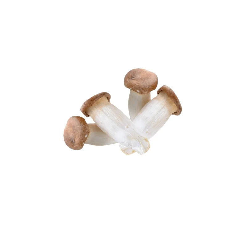 King Oyster Mushroom (Size M) 500g