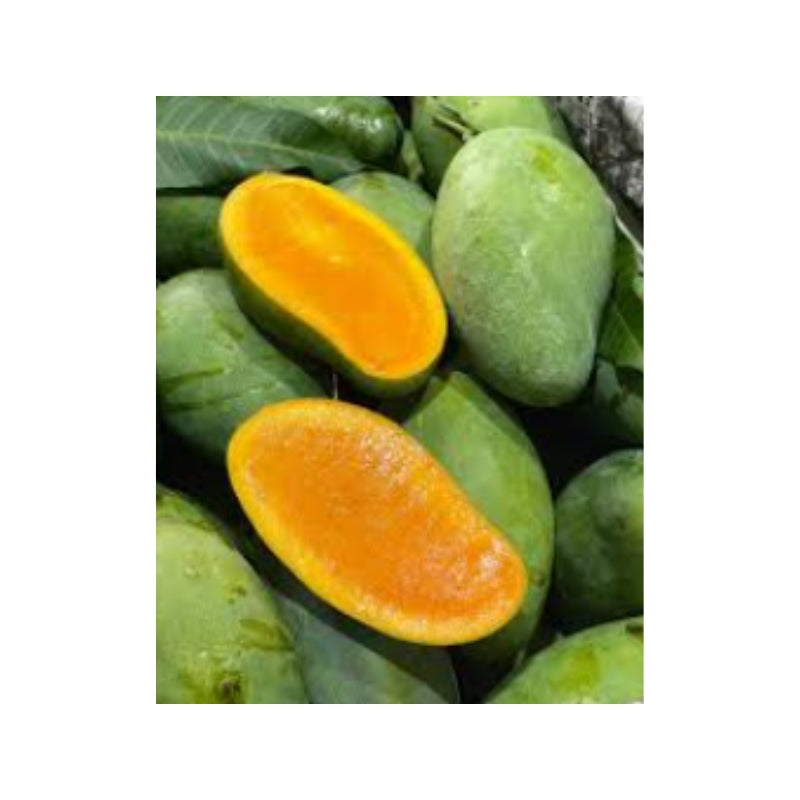 เขื่อนมะม่วงทอง กก.ละ