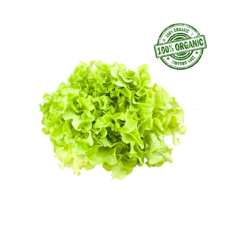 Organic Green Oak Lettuce 500 g