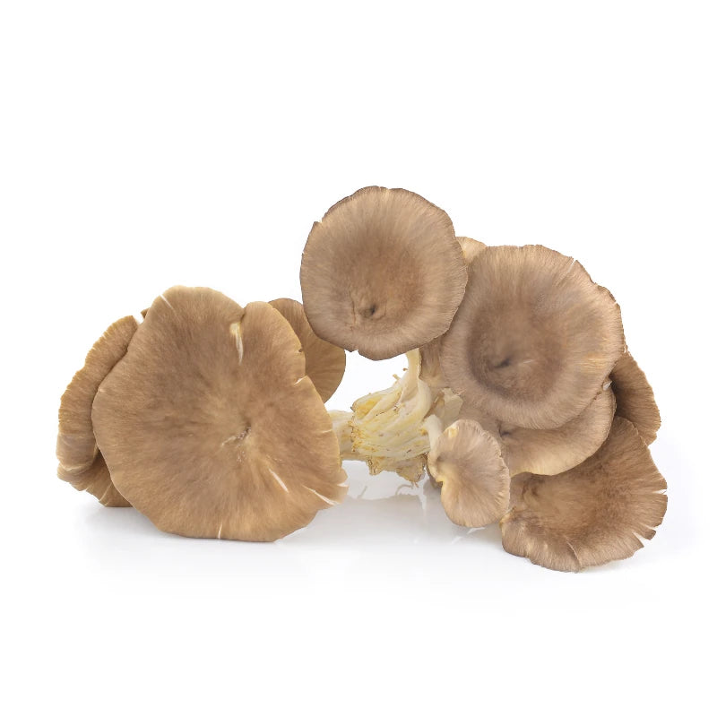 Phoenix Oyster Mushrooms Brown Per kg