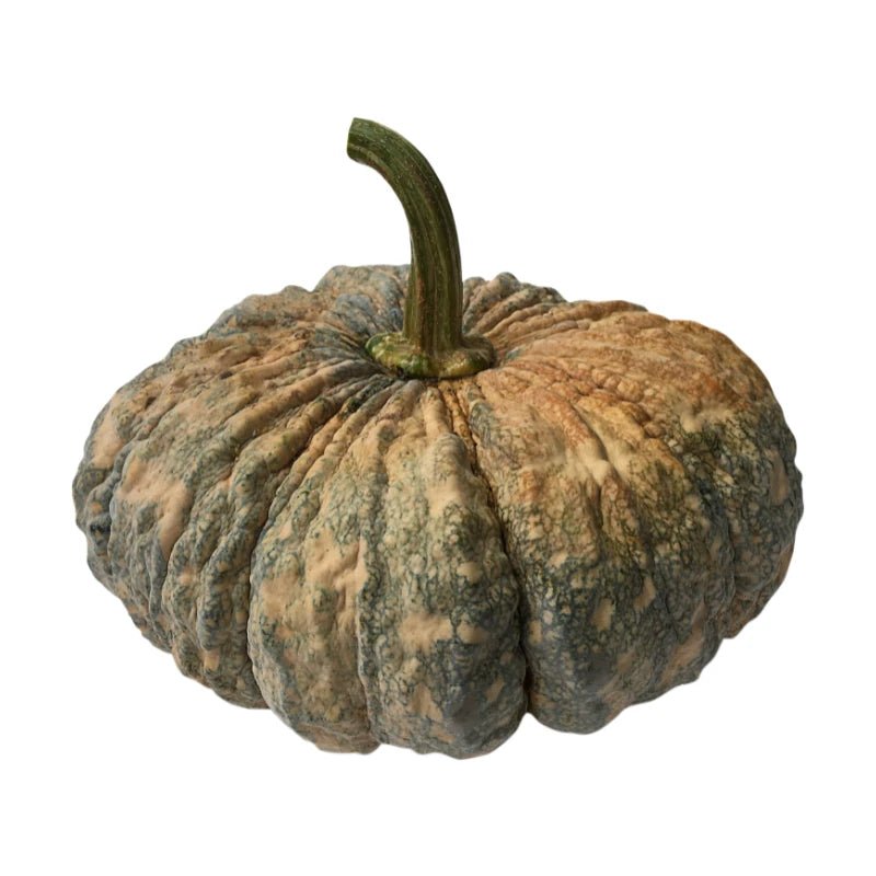 Pumpkin 5 - 7kg - Bangkok FreshLink