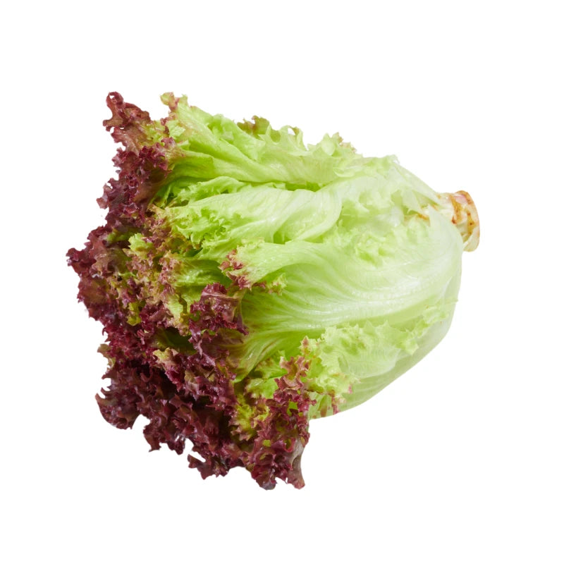 Red Coral Lettuce Per kg