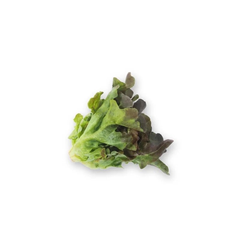 Red Oak Lettuce 250g - Bangkok FreshLink