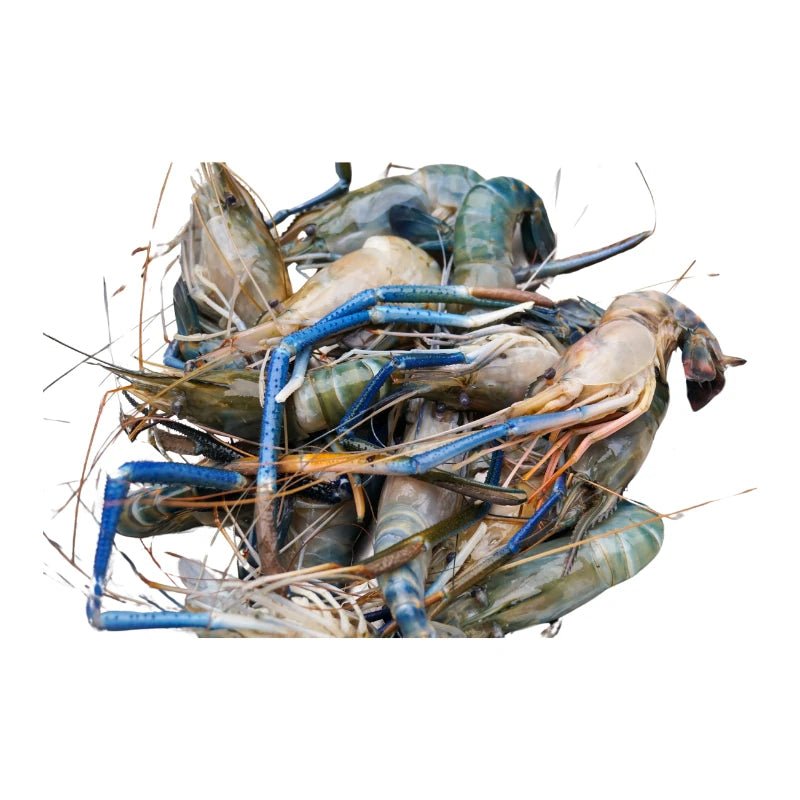 River Prawns 15–16 Pieces per kg - Bangkok FreshLink