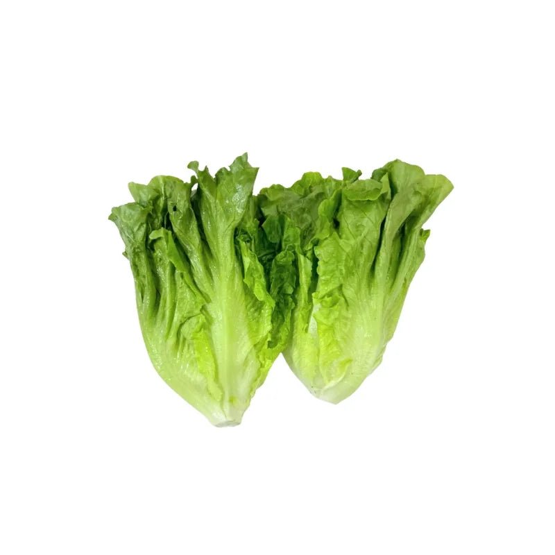 Romaine Lettuce Per kg - Bangkok FreshLink