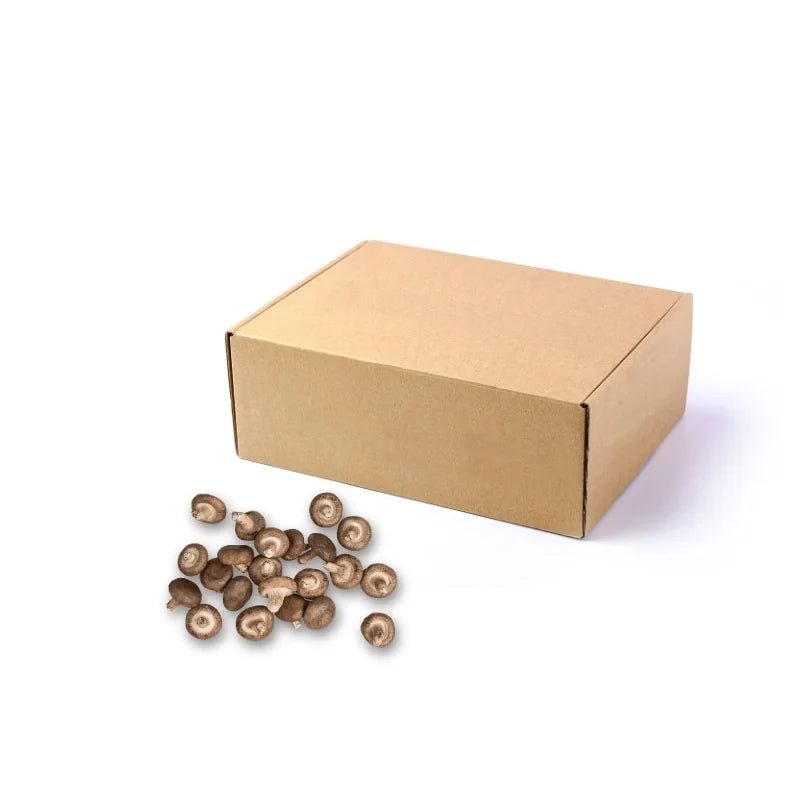 Fresh small shiitake mushrooms, compact aromatic caps, 5kg bulk pack isolated on white background