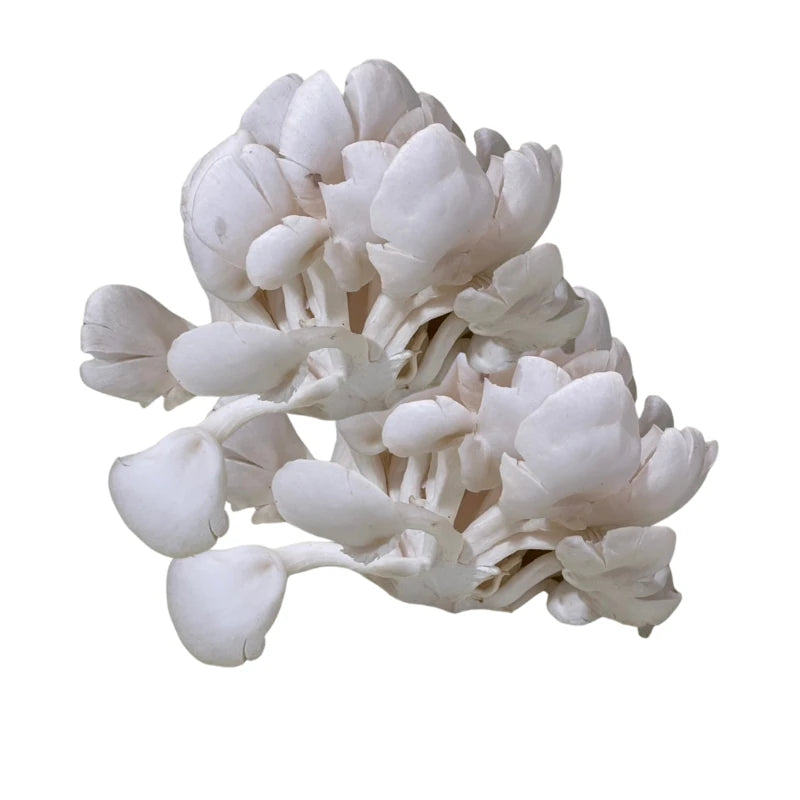 เห็ดนางฟ้า ดอกเล็ก กก.ละ