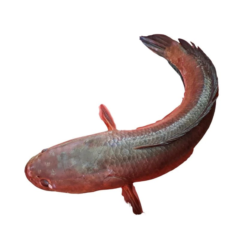 Snakehead Fish Large Size, 800–900g per Piece Per kg - Bangkok FreshLink