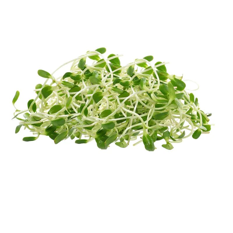 Sunflower Sprouts Per kg - Bangkok FreshLink