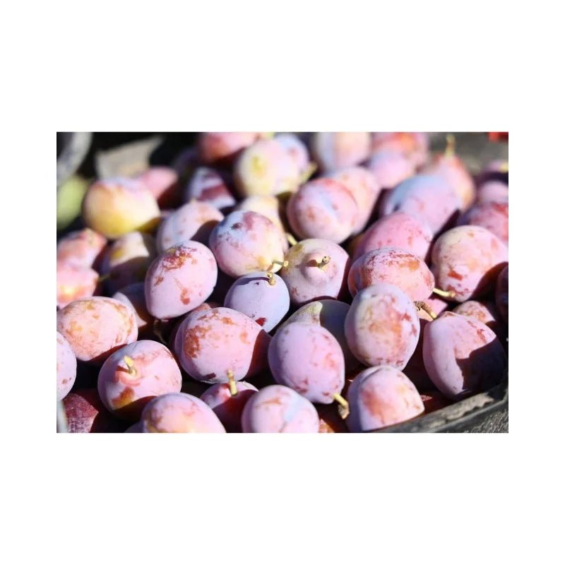 Fresh sweet prunes, ripe stone fruit packed per box isolated on white background