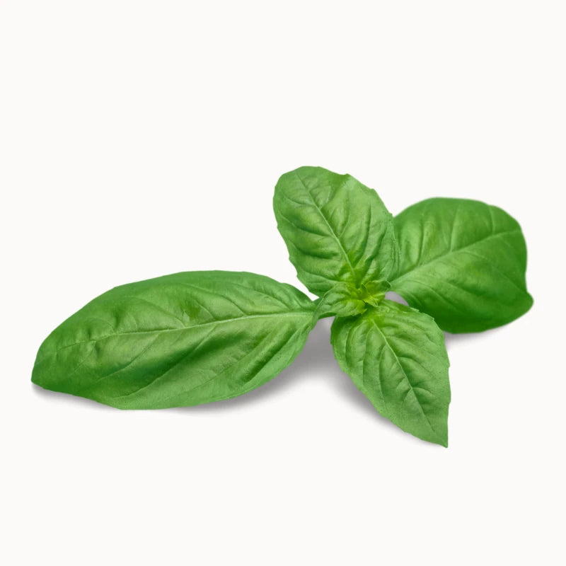 Thai Holy Basil Small Leaves Per kg