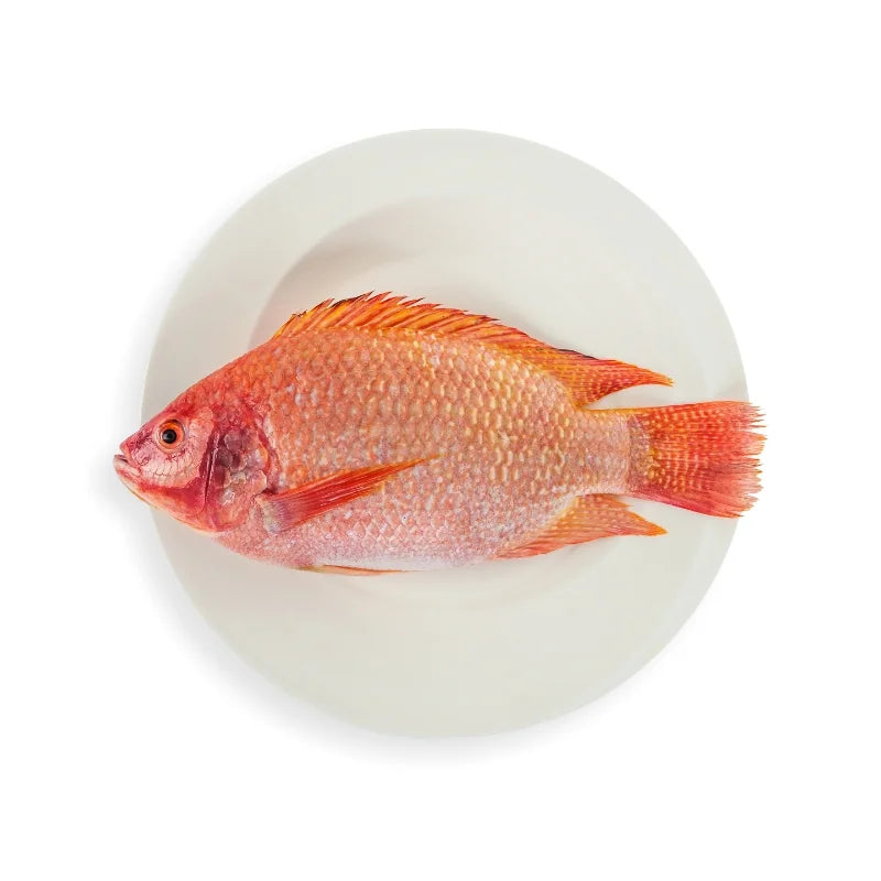 Tilapia 0.9–1.2kg per Fish Per kg