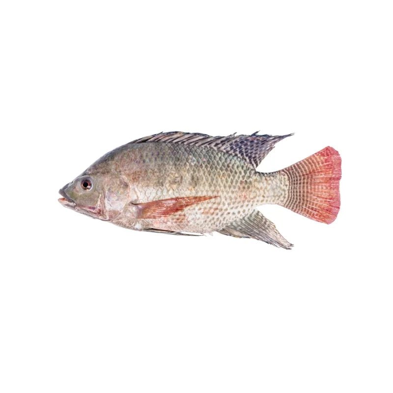 Tilapia Small Size - Bangkok FreshLink