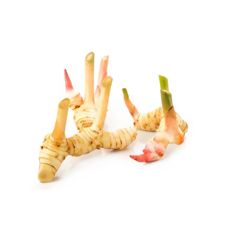 Young Galangal 500g