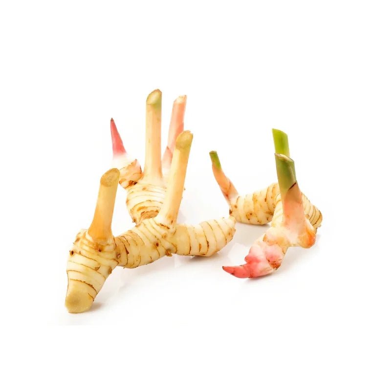 Young Galangal 500g - Bangkok FreshLink