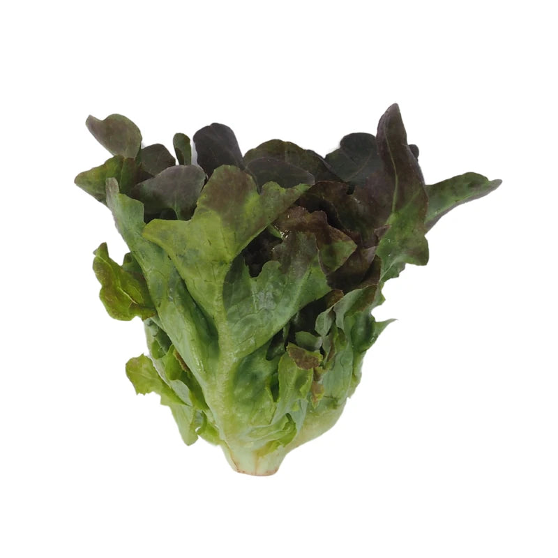 Red Oak Lettuce Per kg