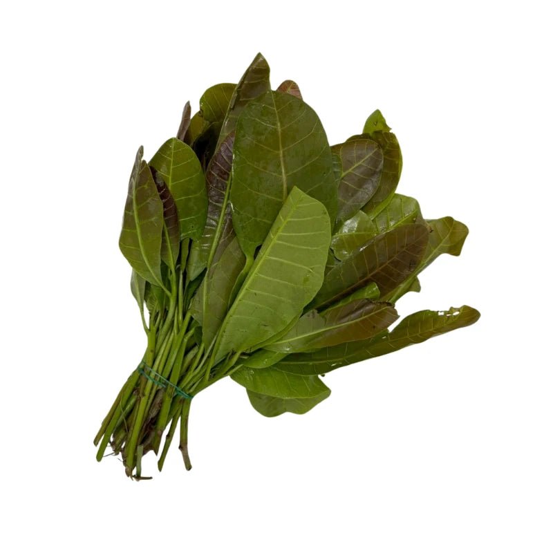 Cashew Leaves Per kg - Bangkok FreshLink