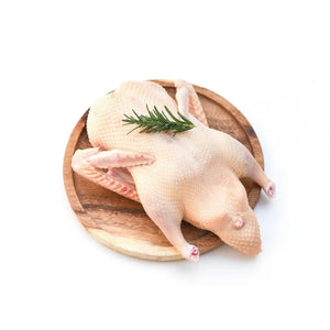 Duck