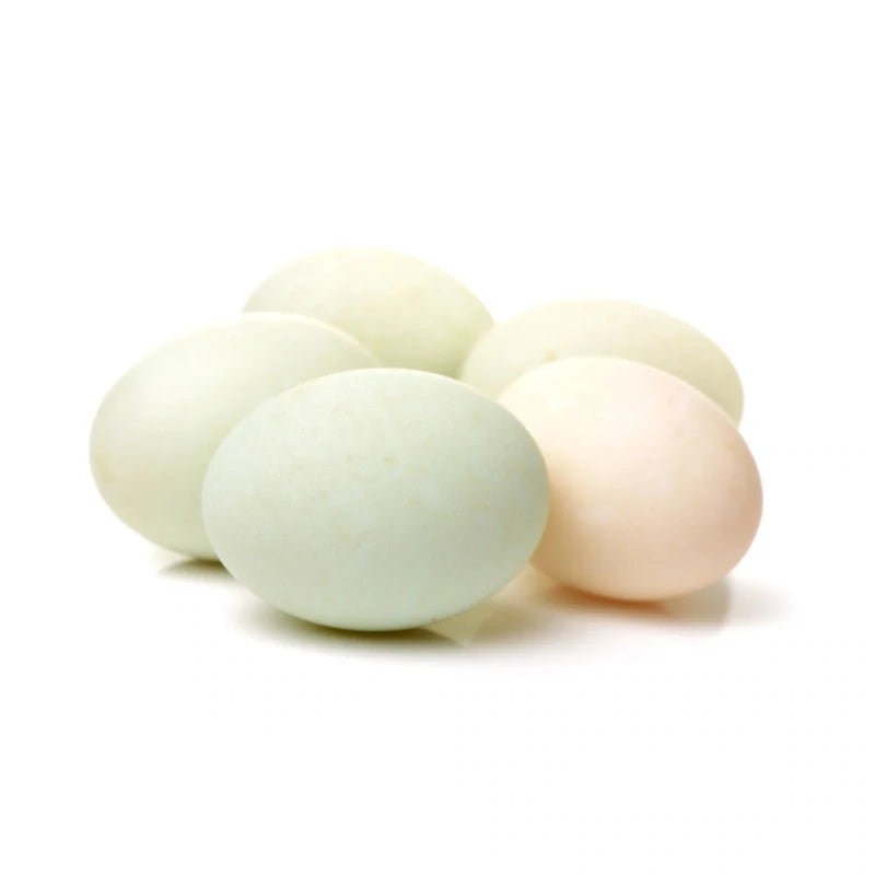 Duck Eggs