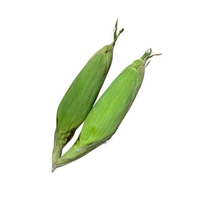 Fresh sweet corn ears on a white background